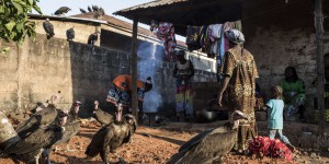 Mystérieuse hécatombe de vautours en Guinée-Bissau