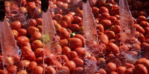 Le premier cas de virus de la tomate confirmé en France dans le Finistère