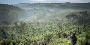Les forêts africaines absorbent davantage de carbone que l’Amazonie