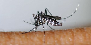 L’Amérique latine, à peine touchée par le coronavirus, affronte la pire épidémie de dengue de son histoire