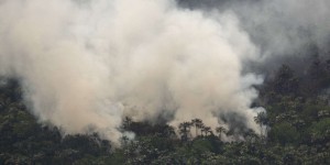 La destruction de la forêt tropicale en hausse de 12 % en 2020, selon Global Forest Watch