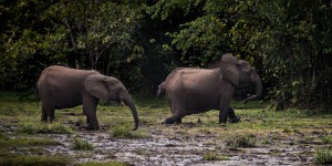 Les éléphants d’Afrique menacés d’extinction en raison du braconnage et de la disparition de leurs habitats