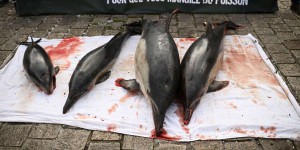 Hécatombe de dauphins : la réponse de la France ne convainc ni les scientifiques, ni les ONG