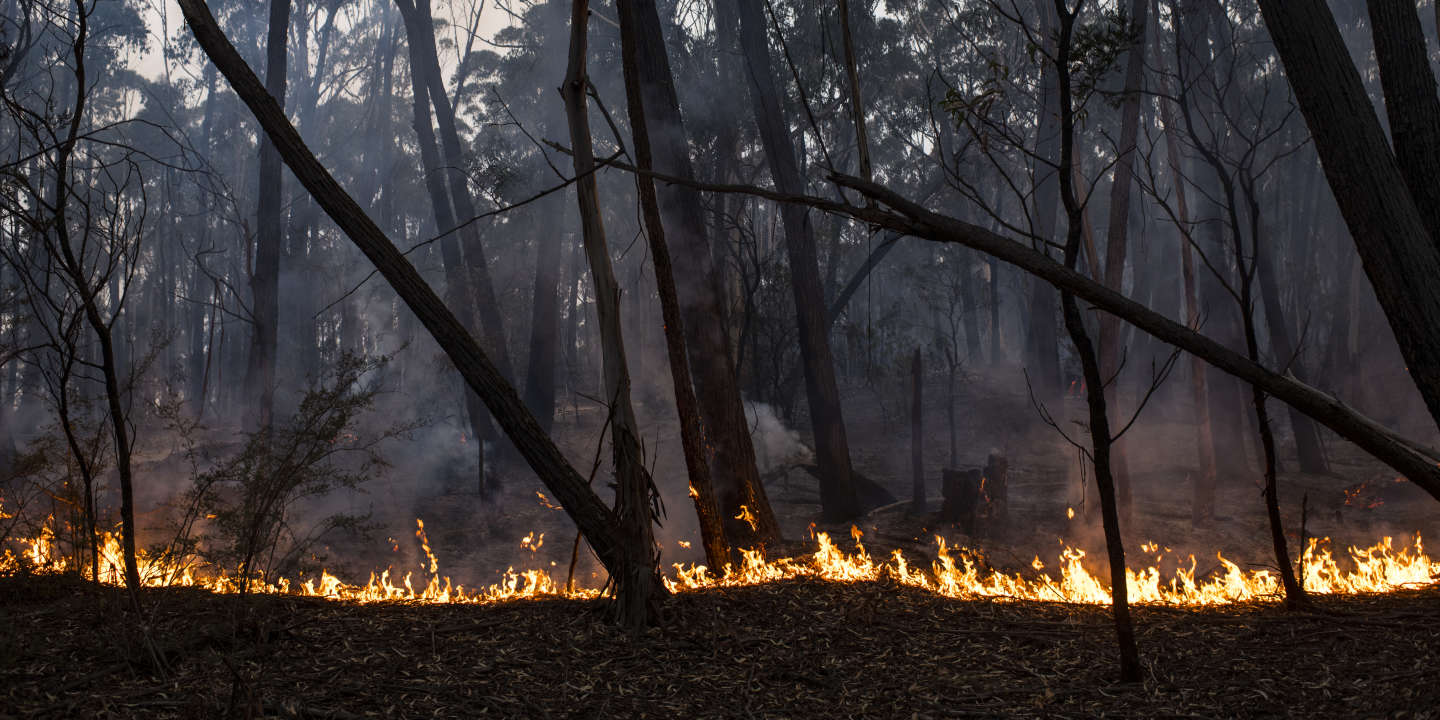 Les incendies de 2019 et 2020 en Australie ont projeté autant de fumée dans la stratosphère qu’une éruption volcanique