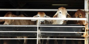 Trois mois en Méditerranée dans un cargo bétailler : la triste odyssée des bovins de l’« Elbeik »