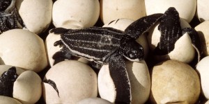 Quatre-vingt-dix œufs de tortue luth, en voie d’extinction, découverts en Equateur