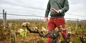 Après le gel, viticulteurs et arboriculteurs demandent le soutien du gouvernement