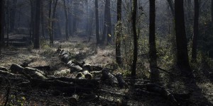Arbres : « Le recours aux essences exotiques en foresterie est une aberration écologique et politique »