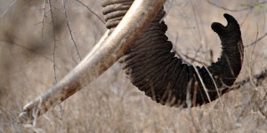 Au Botswana, ouverture de la saison de la chasse à l’éléphant