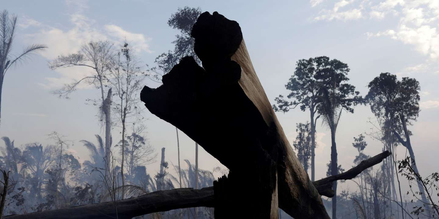 A cause du changement climatique, la forêt amazonienne brésilienne émet désormais plus de carbone qu’elle n’en absorbe