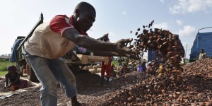 En Côte d’Ivoire, « les planteurs de cacao sont chocolats »
