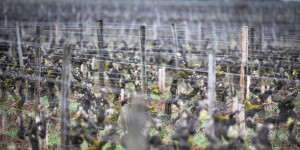 Episode de gel tardif : « Quand le vin s’enrhume dans la Gironde, ce n’est pas bon »