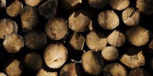 La France toujours en quête d’une véritable filière bois
