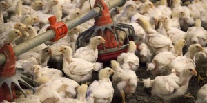 Grippe aviaire : le niveau de risque ramené à « modéré » en France
