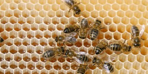 « L’apiculture ne doit plus subir une dictature agrochimique sans issue »