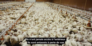 L’association L214 diffuse des images d’un élevage de poulets du Pas-de-Calais qui veut s’agrandir