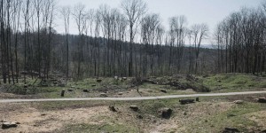 Dans l’Est de la France, la brutale disparition des forêts d’épicéas