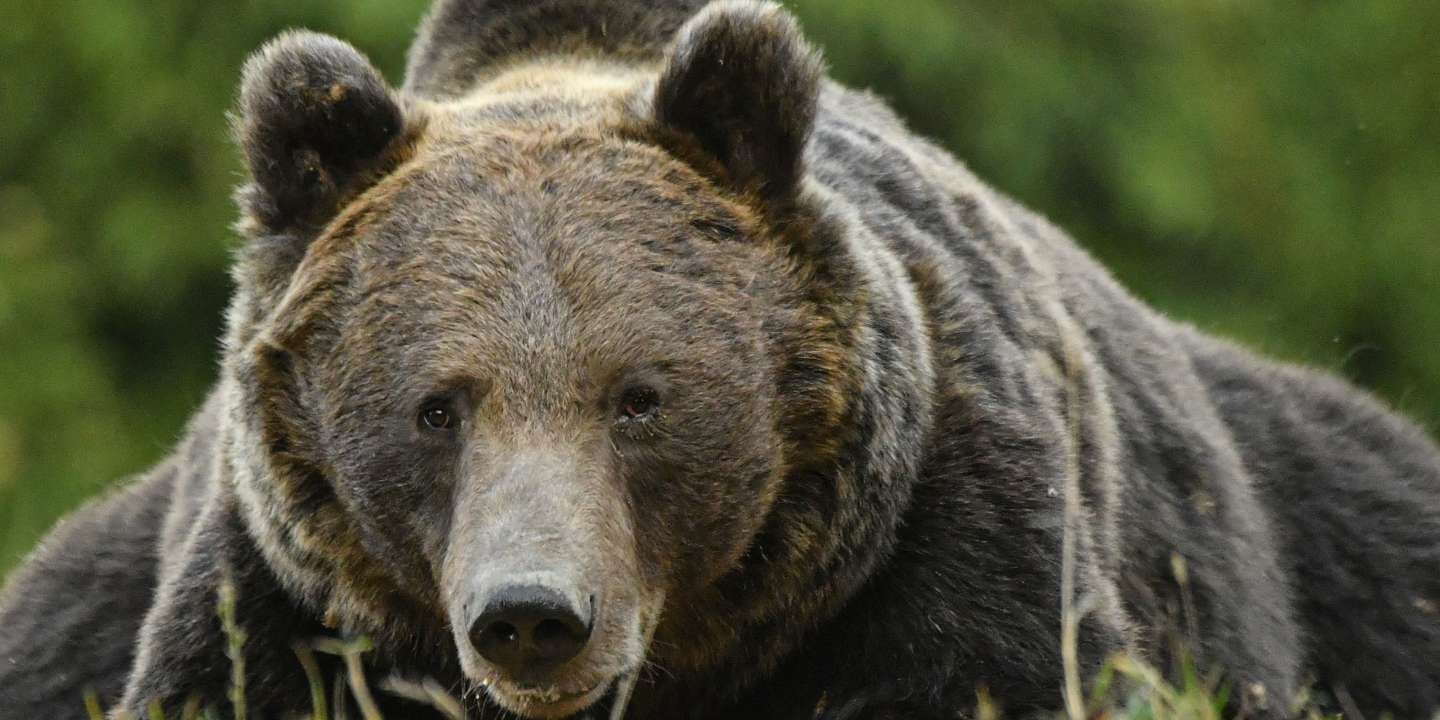 Le nombre d’ours dans les Pyrénées a augmenté en 2020