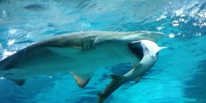 En Nouvelle-Calédonie, un mort dans une probable attaque de requin