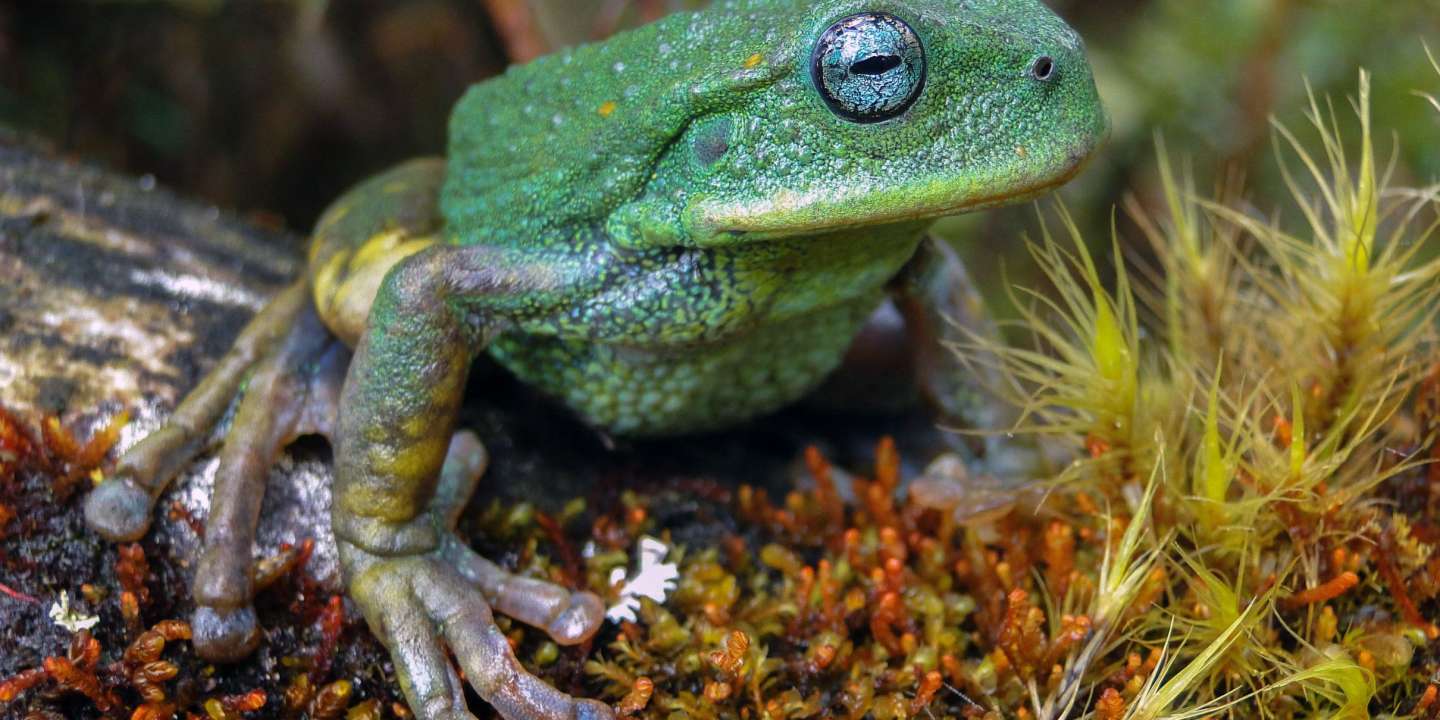 Une nouvelle espèce de grenouille découverte en forêt amazonienne péruvienne