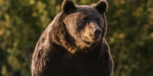 Arthur, 17 ans, « roi » des ours bruns roumains, abattu, un prince du Liechtenstein suspecté