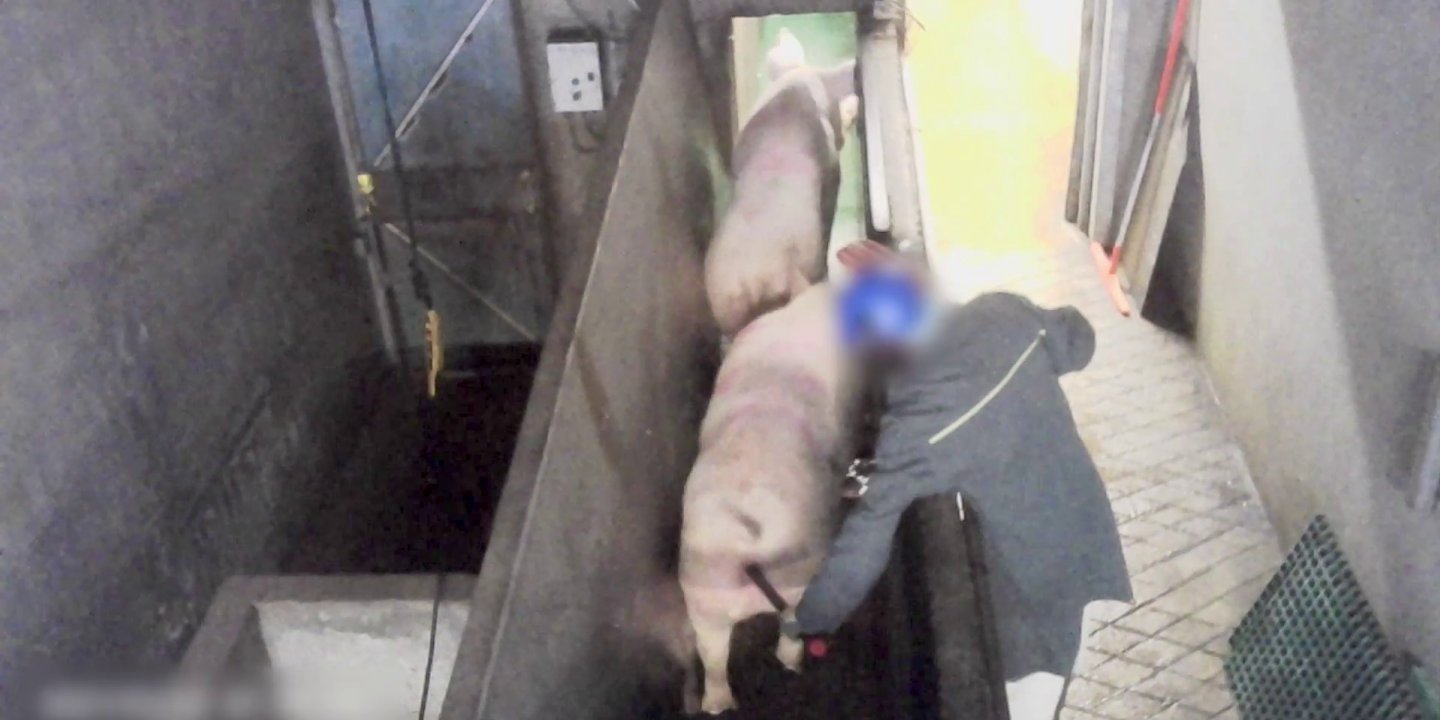 Dans le Finistère, un abattoir porcin à nouveau épinglé pour ses mauvaises pratiques