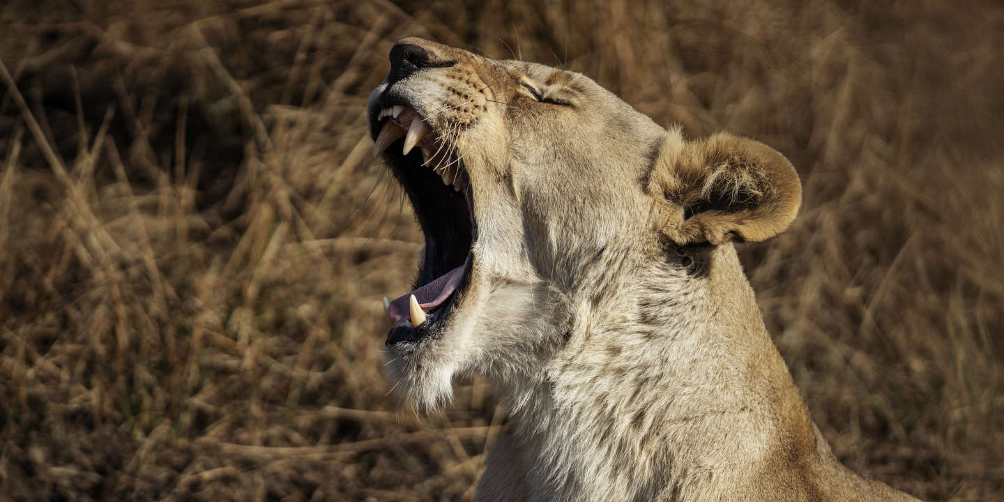 L’Afrique du Sud va interdire l’élevage de lions en captivité pour la chasse