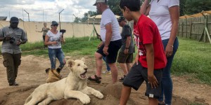 L’Afrique du Sud veut redorer son blason en interdisant l’élevage de lions