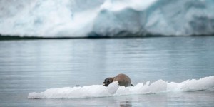 L’Arctique se réchauffe trois fois plus vite que la planète, selon un rapport du PSEA