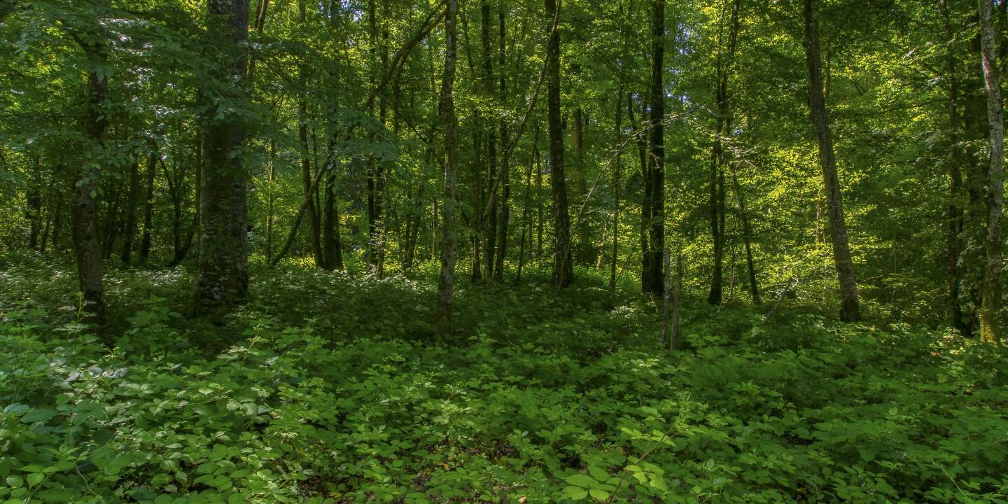 Polémiques sur le stock d’arbres des forêts européennes