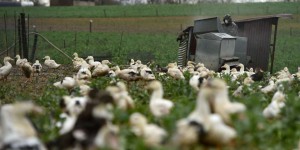 Le Sénat rejette une proposition de loi « pour un élevage éthique »