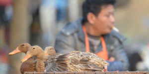La Chine a détecté un premier cas humain de grippe aviaire H10N3