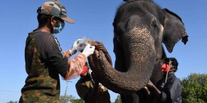 Covid-19 dans le monde : la Belgique retrouve ses cafés ; 28 éléphants soumis à des tests de dépistage en Inde
