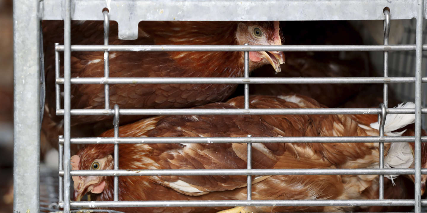 Les eurodéputés demandent une interdiction progressive des élevages en cage