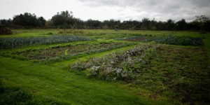 En France, des cultures bio contaminées par un herbicide très utilisé et volatile