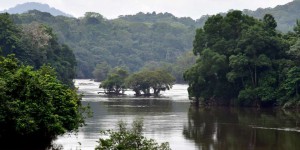Le Gabon rétribué pour la protection de ses forêts