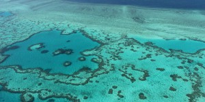 La Grande Barrière de corail pourrait être classée site « en danger »