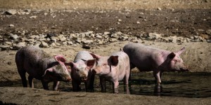 Matières premières : « Mise à pied du porc castré »