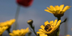 Le « plan pollinisateurs » contesté par les apiculteurs et les agriculteurs
