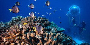 Plongées vers les coraux des profondeurs