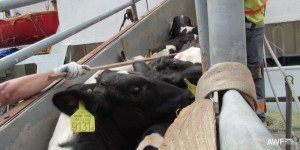 Transports de bétail en mer : « La maltraitance des animaux fait partie du système actuel »