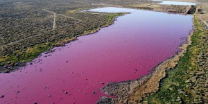 En Argentine, une lagune devenue rose, polluée par des produits chimiques