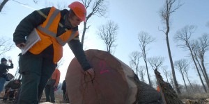 Crise de la filière bois: nouvelles coupes dans les effectifs de l’Office national des forêts
