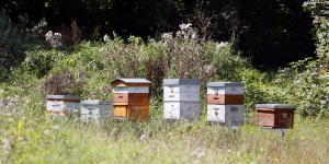Environnement : « Le Plan en faveur des insectes pollinisateurs n’enrayera pas l’extinction en cours »