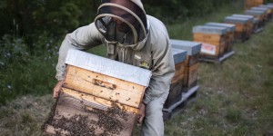 « Au vu des forces économiques en présence, les abeilles et les pollinisateurs apparaissent indéfendables »