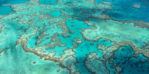 Grande Barrière de corail : l’Australie arrache un sursis de plus auprès de l’Unesco