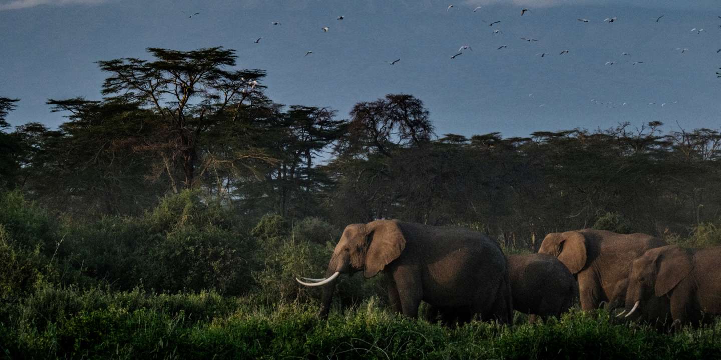 Le Kenya s’inquiète d’un projet britannique de « réensauvagement » d’éléphants