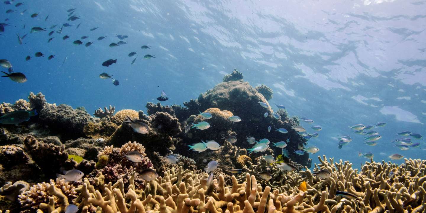 L’Unesco décide de ne pas inscrire la Grande Barrière de corail sur la liste des sites en péril, malgré des inquiétudes sur sa dégradation