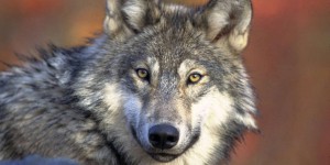 La population de loups gris progresse en France, mais à un rythme plus lent