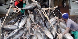 Répartition des quotas de thon rouge : la justice donne raison à la pêche artisanale